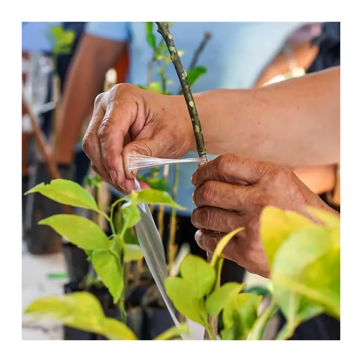 Biologisch abbaubares Pfropfband für die Gartenarbeit als selbstklebende Transplantatmembran zur Pflanzenpfropfung - Bild 4