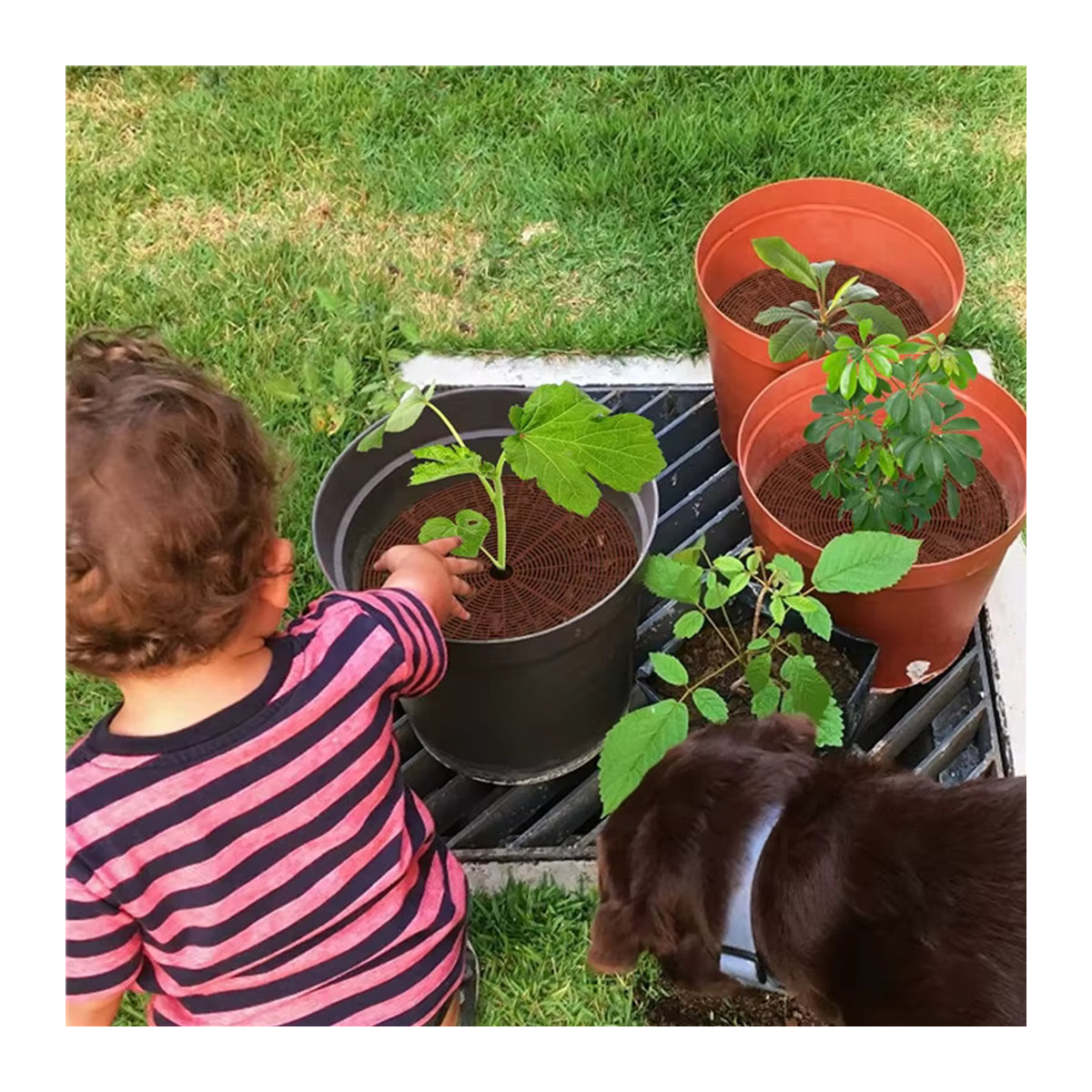 Blumentopf Bodenschutz Gitter mit Nägeln als Pflanzenschutz und Abdeckung für Garten und Haushalt - Bild 1
