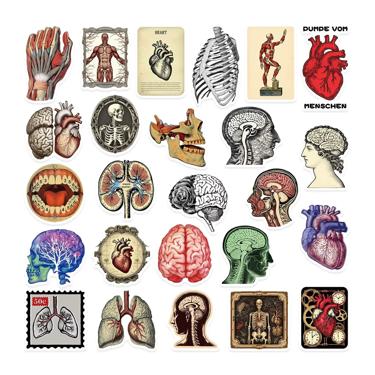 Charile Retro Anatomie Organe Aufkleber Set, Mehrfarbige Cartoon Körperstruktur Aufkleber aus Papier für Scrapbooking und Notebooks - Bild 5