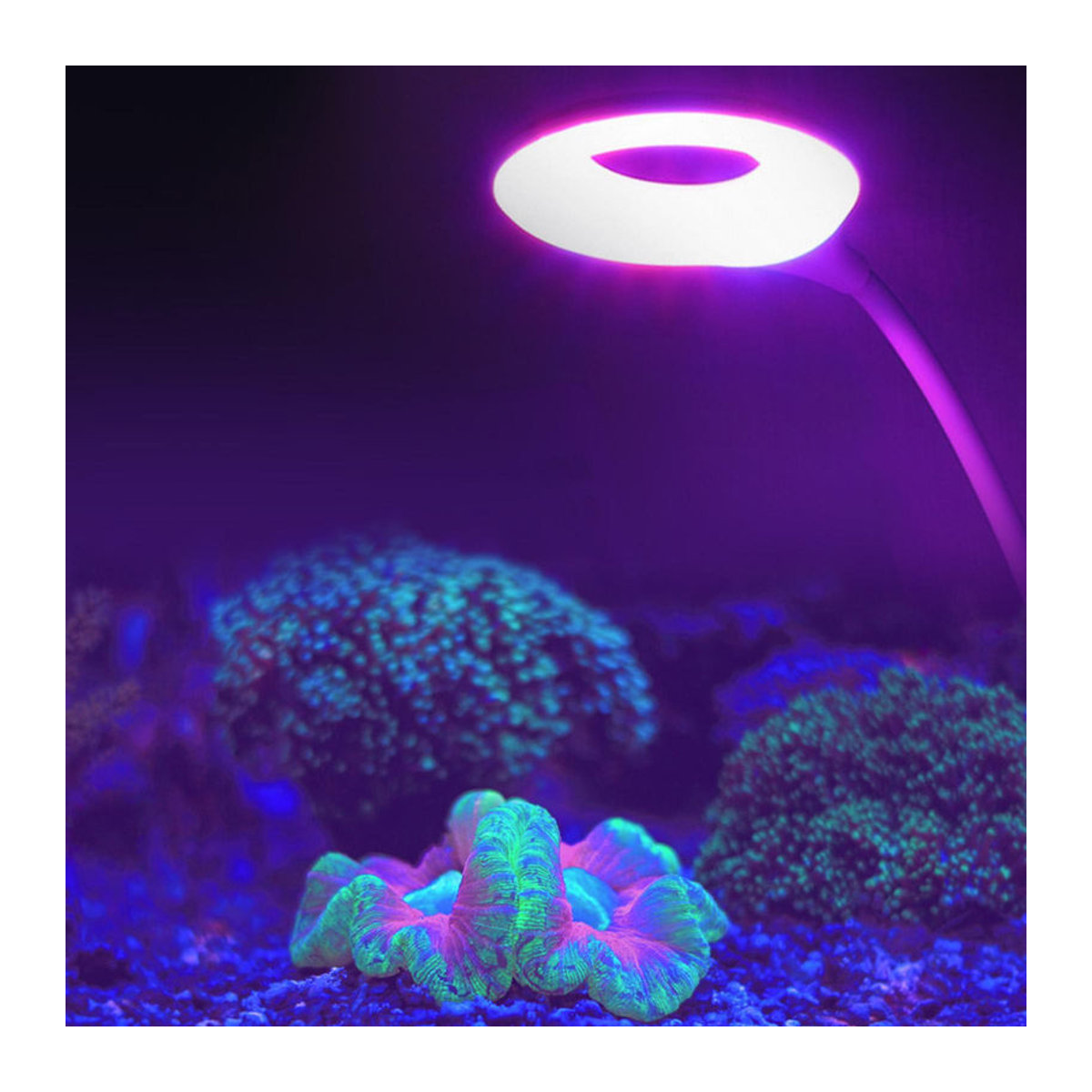 CosyHome USB LED Pflanzenwachstumslampe in Weiß für Aquarium und Wasserpflanzen mit 3W Leistung - Bild 4