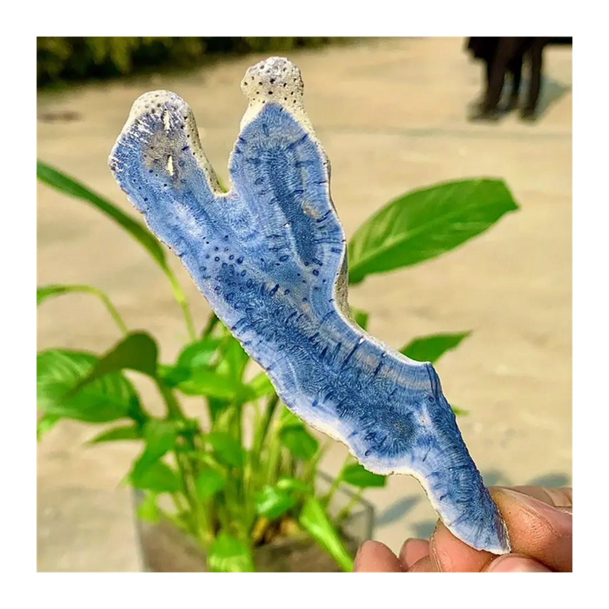 CrystalHola Blaue Ozeankorallen-Probenplatte – Polierte runde Kristallscheibe mit abstrakten Wirbelmustern zur Boho-Heimdekoration - Bild 1
