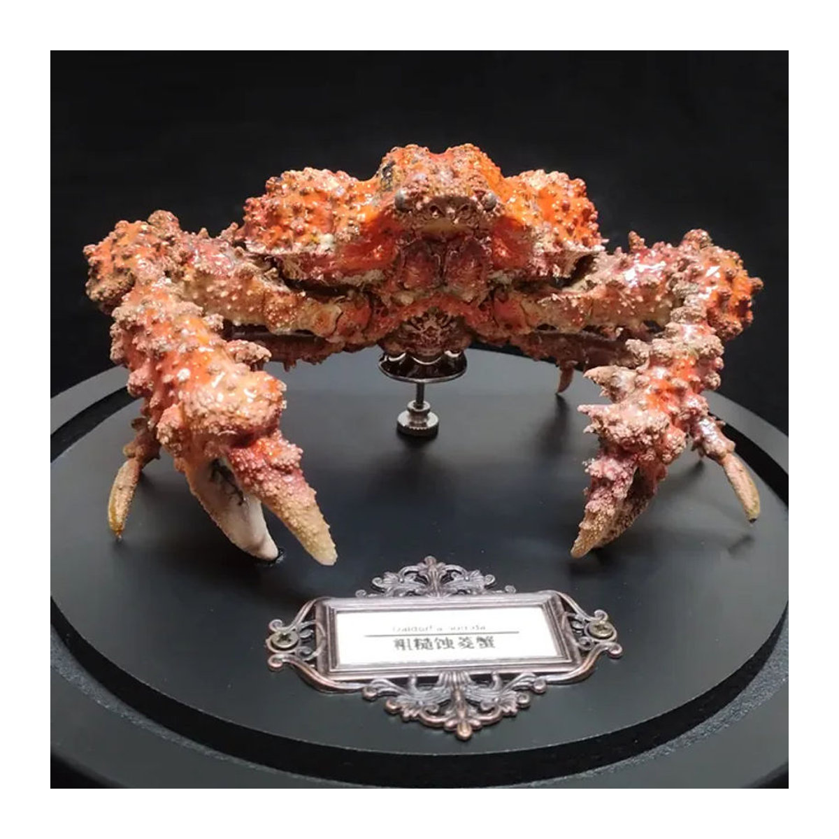 Daldorfia Horrida Echte Krabbe als Taxidermie-Präparat in orangefarbener Glasvitrine zur Dekoration - Bild 1