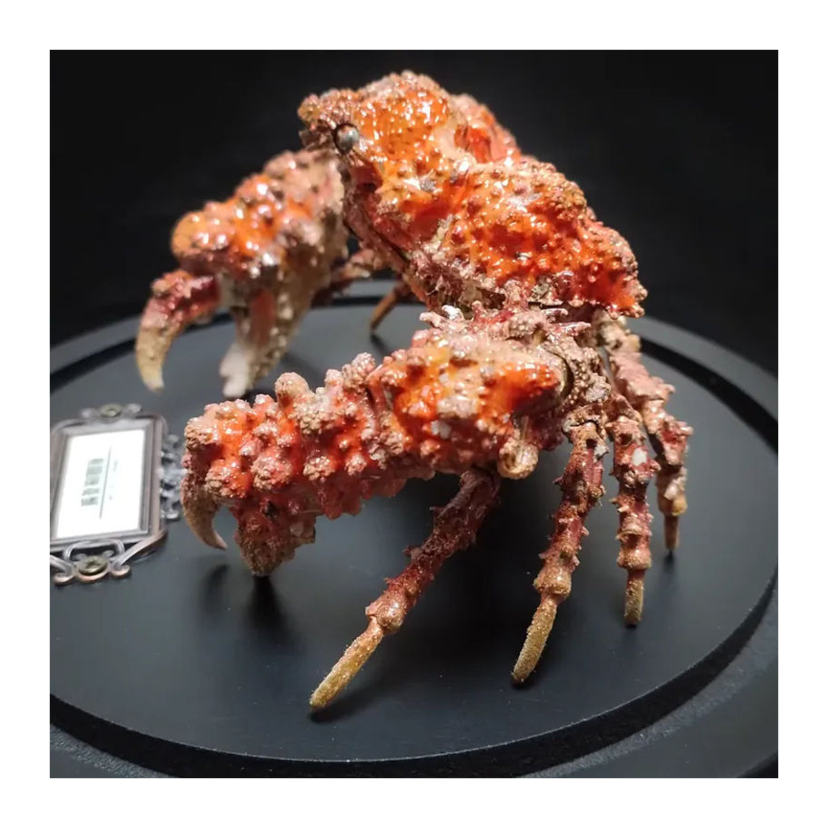 Daldorfia Horrida Echte Krabbe als Taxidermie-Präparat in orangefarbener Glasvitrine zur Dekoration - Bild 2