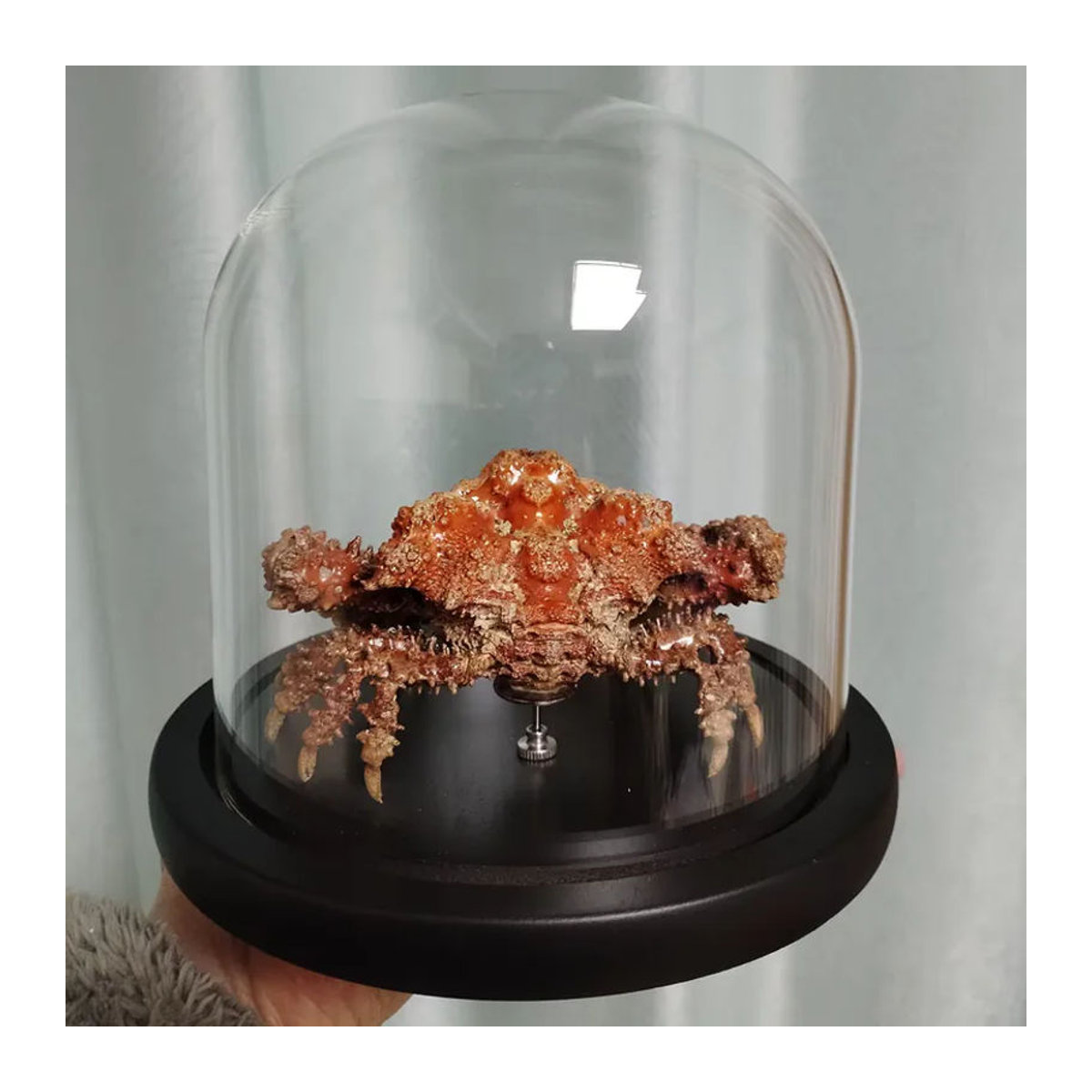 Daldorfia Horrida Echte Krabbe als Taxidermie-Präparat in orangefarbener Glasvitrine zur Dekoration - Bild 4