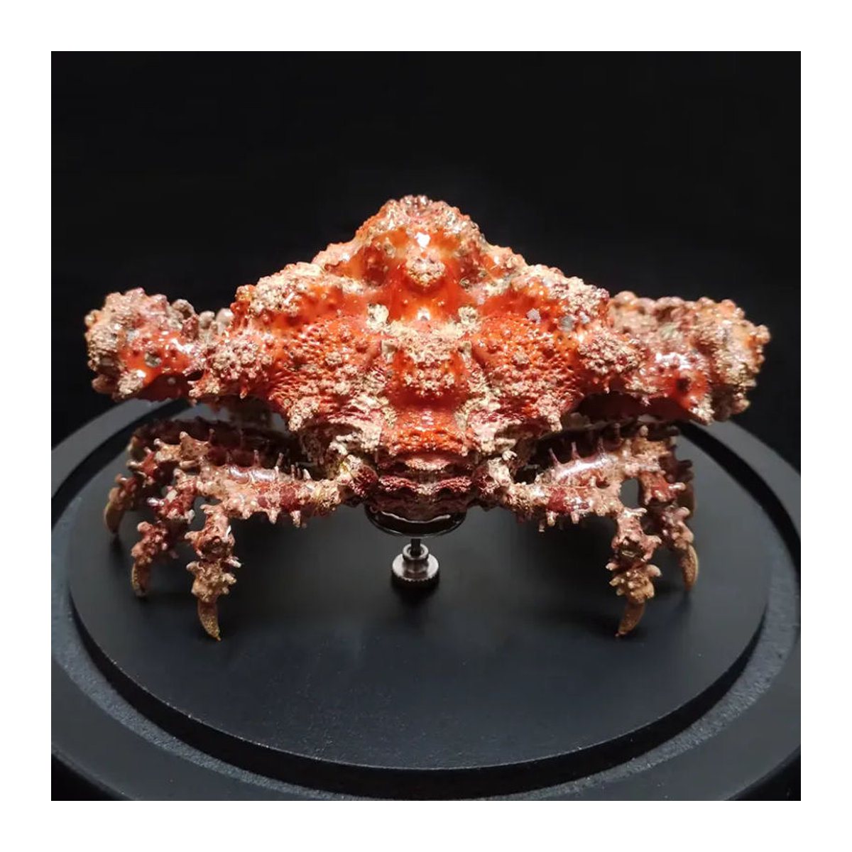 Daldorfia Horrida Echte Krabbe als Taxidermie-Präparat in orangefarbener Glasvitrine zur Dekoration - Bild 5