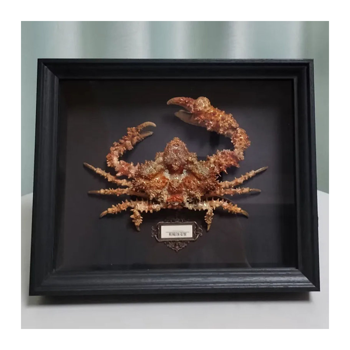 Daldorfia Horrida Echte Krabbe als Taxidermie-Präparat in orangefarbener Glasvitrine zur Dekoration - Bild 6