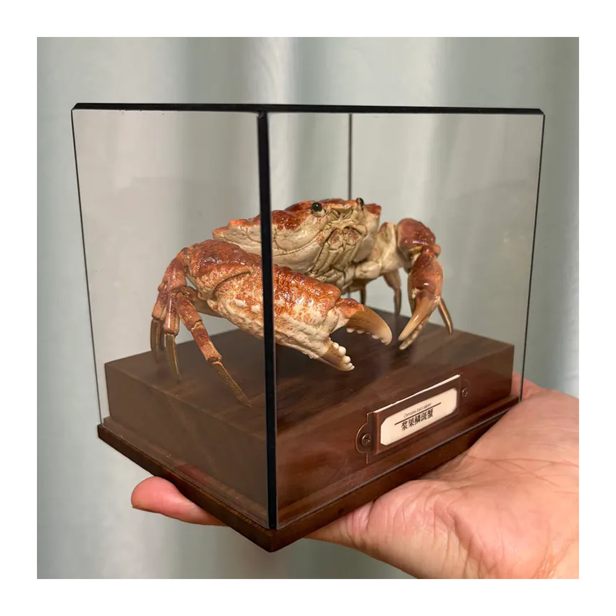Demania Baccalipes Krabbenprobe aus Holz, mehrfarbige maritime Dekoration für dein Zuhause - Bild 6