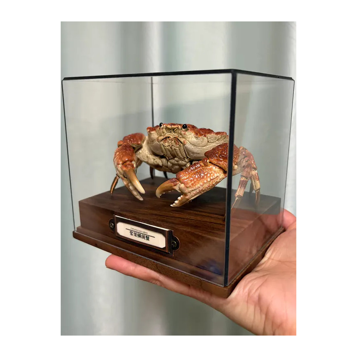 Demania Baccalipes Krabbenprobe aus Holz, mehrfarbige maritime Dekoration für dein Zuhause - Bild 7