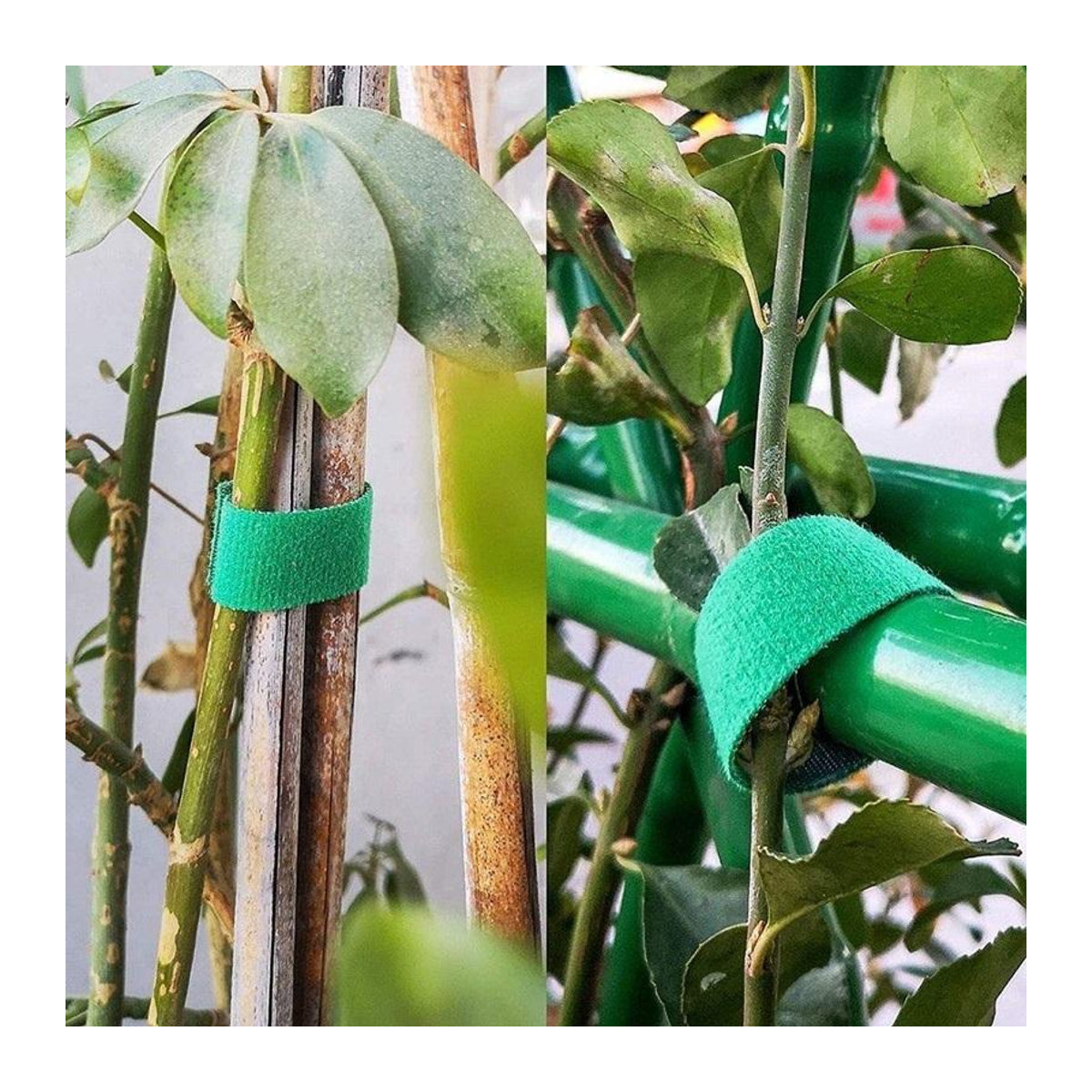 DHDH Pflanzenbinder aus Nylon, 10 Rollen verstellbare Pflanzenbandage mit Haken und Schlaufe als wiederverwendbare Pflanzenstütze für Garten und Haus - Bild 1