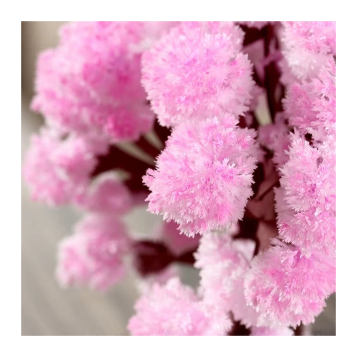 DOORSACCERY Mini Magisches Wachsendes Sakura Kristall Baum Ornament in Rosa als DIY Deko und Wissenschafts-Spielzeug - Bild 3