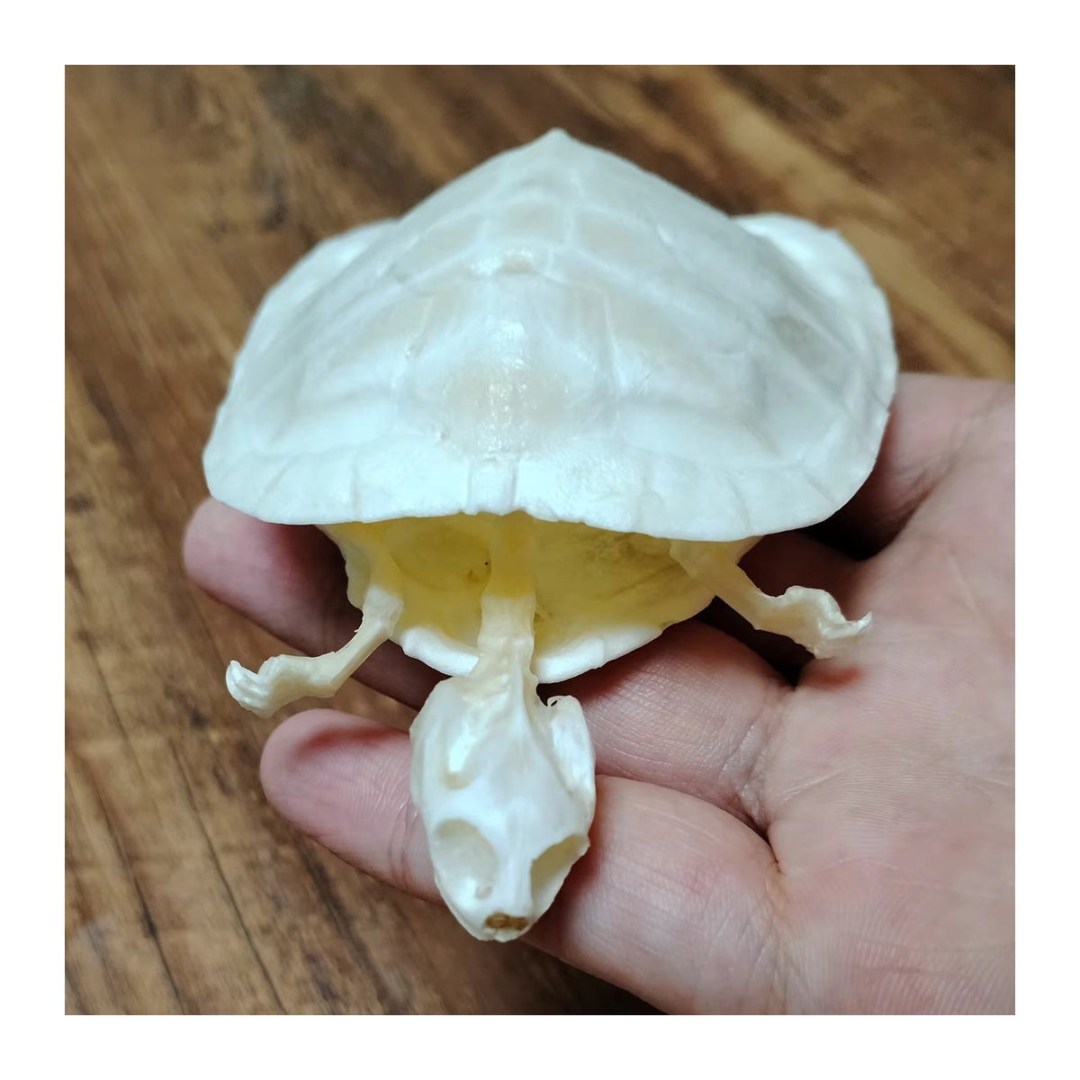 Echtes Schildkrötenskelett aus natürlichem Tierknochen in Weiß für wissenschaftliche Bildung und Sammler - Bild 2
