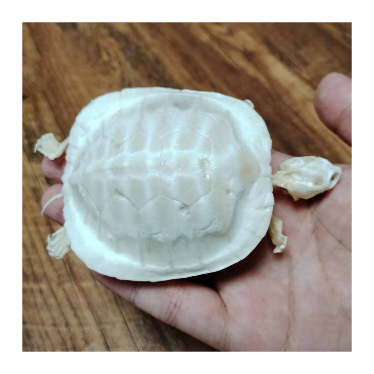 Echtes Schildkrötenskelett aus natürlichem Tierknochen in Weiß für wissenschaftliche Bildung und Sammler - Bild 3