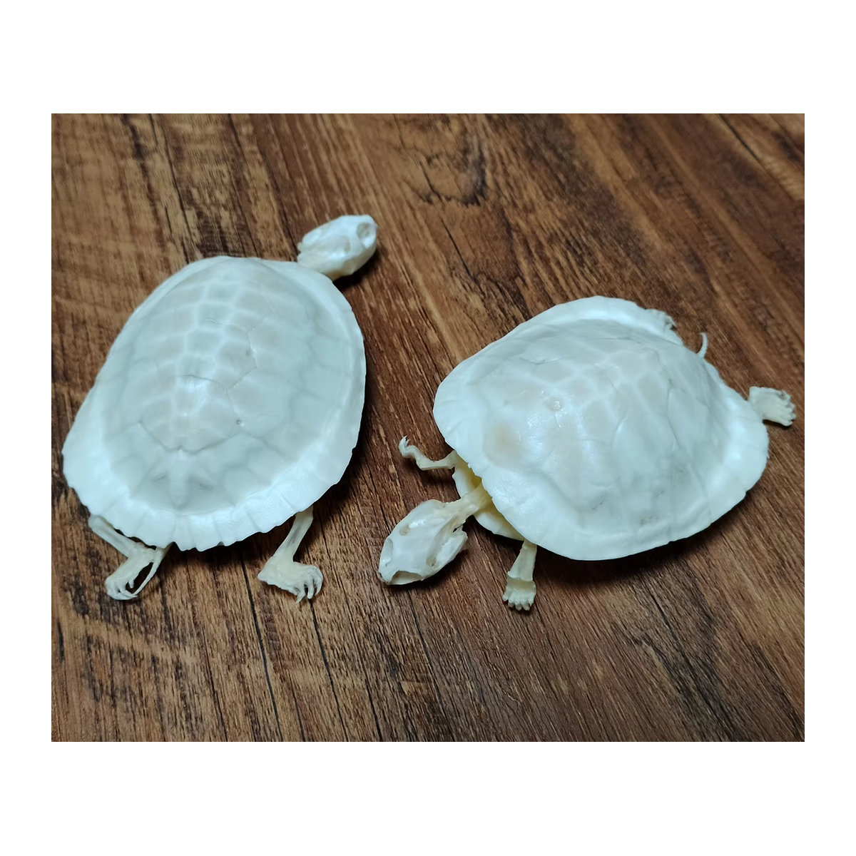 Echtes Schildkrötenskelett aus natürlichem Tierknochen in Weiß für wissenschaftliche Bildung und Sammler - Bild 5