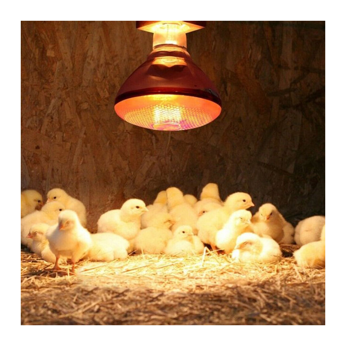 Explosionssichere Infrarot-Wärmelampe für Ferkel, Hühner und Vögel, wasserdicht, E27 Fassung, 110–245 W - Bild 1