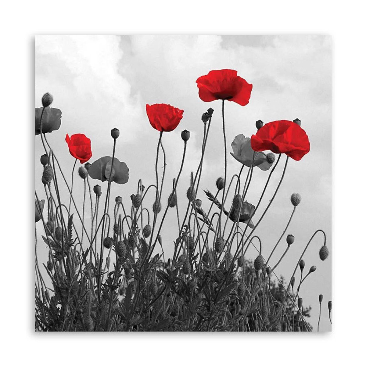 Feeby Leinwand Klaproos Natuur Bloemen Florales Motiv Mehrfarbig B/H: 30 x 30 cm - Bild 2