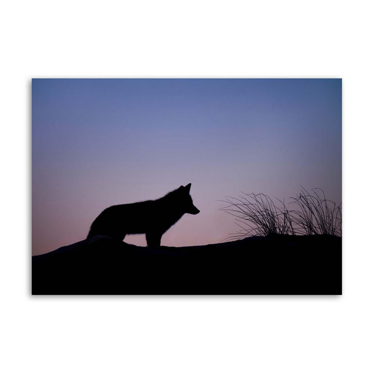 Feeby Leinwand Wolf mit lila Sonnenuntergang, Tierprint Landschaft Dekoration, Breite: 60 cm, Höhe: 40 cm - Bild 2