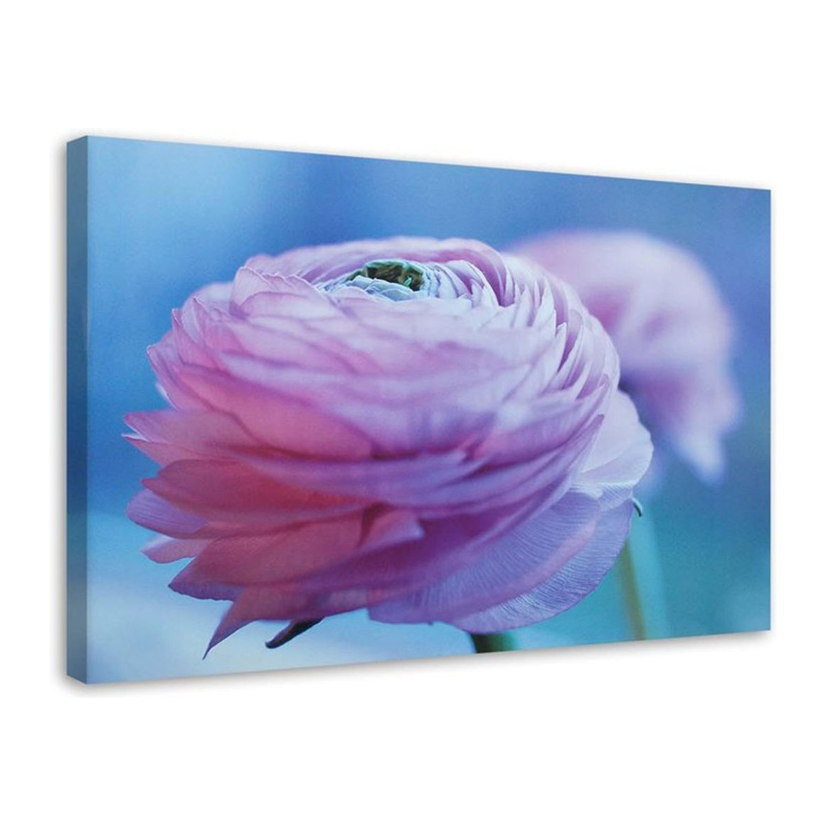 Feeby Leinwandbild Pfingstrose Blumen in Rosa, Querformat, B: 60 cm, H: 40 cm - Bild 1