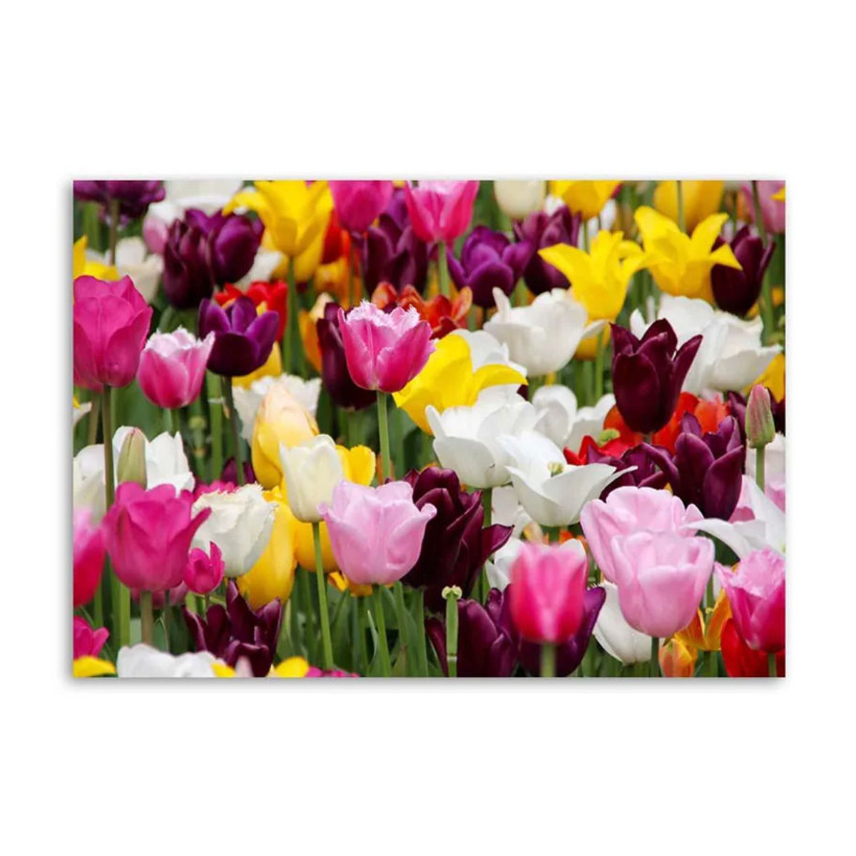 Feeby Leinwandbild Tulpenwiese in Querformat, mehrfarbig, B: 60 cm, H: 40 cm - Bild 3