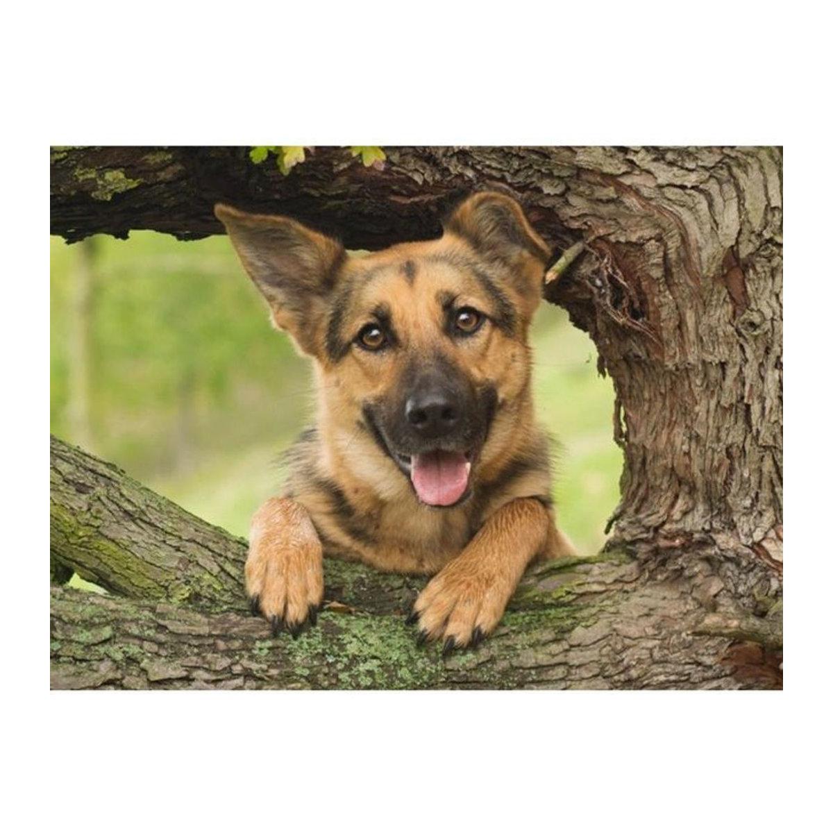 FIYO Diamond Painting Set Deutscher Schäferhund Motiv, Mehrfarbig, B/H: 30 x 20 cm - Bild 1