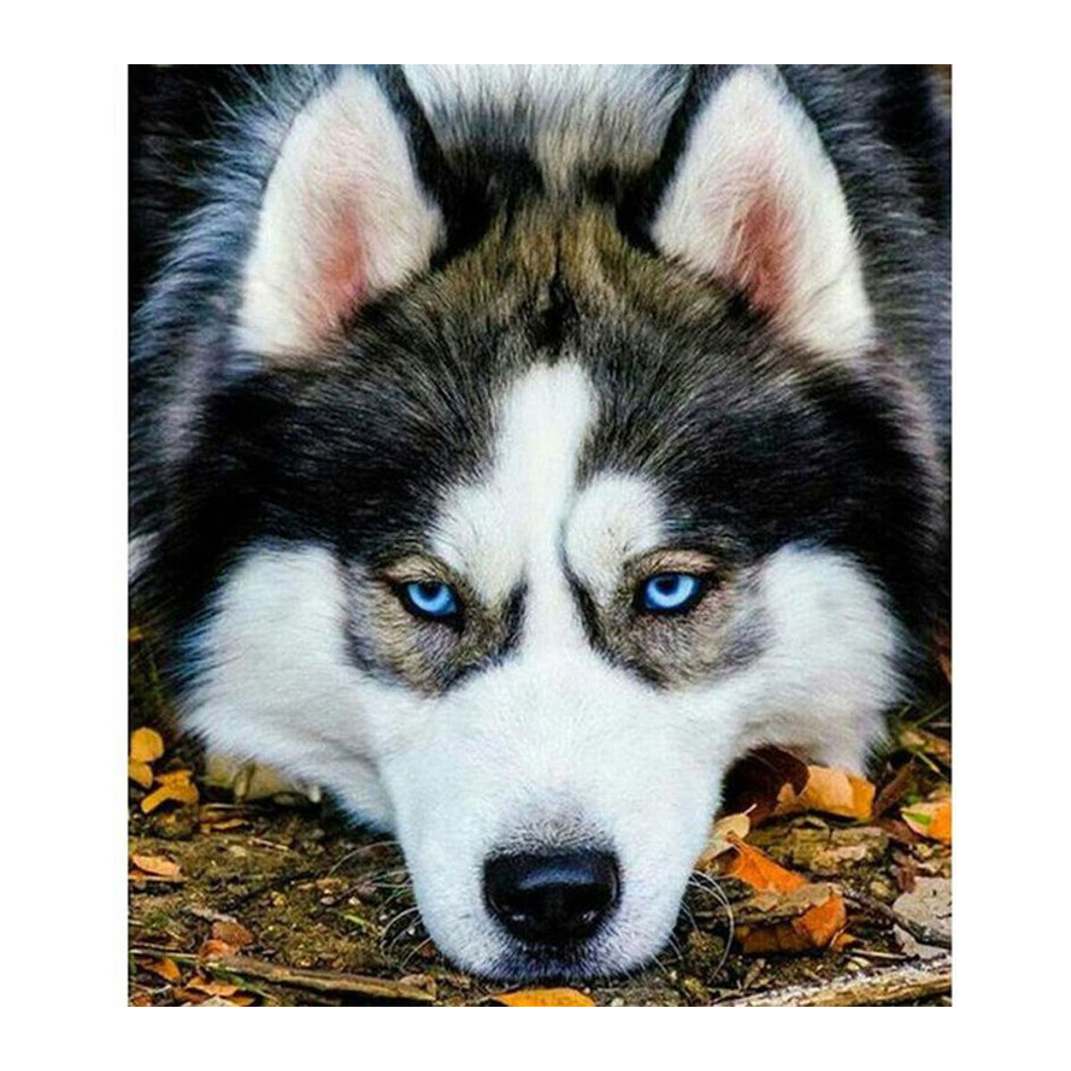 FIYO Diamond Painting Set Hund Motiv 5D Diamantstickerei DIY Mosaik Kunst für Tiere B/H: 30 x 40 cm - Bild 1