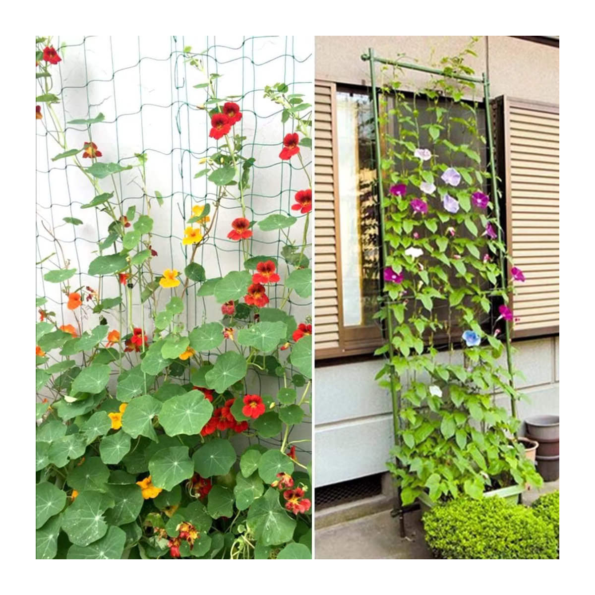 Flexibles Garten Kletternetz aus Luffa für Pflanzen wie Gurken und Reben, erhältlich in 9m oder 18m Länge - Bild 4