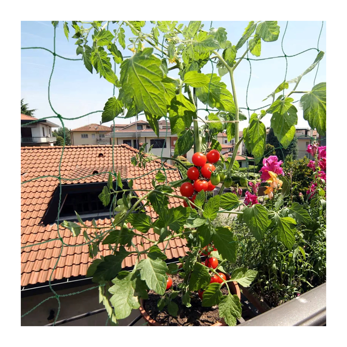 Flexibles Schnurnetz als Spaliernetz für Kletterpflanzen, Obst, Gemüse und Weinreben im Garten - Bild 4