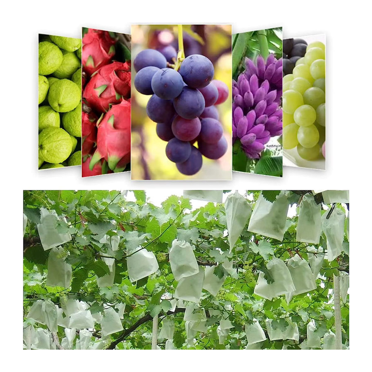 Garten-Obst-Schutztaschen aus Vliesstoff als Anti-Vogel- und Insekten-Barriere für Äpfel, Trauben und Gemüse - Bild 2