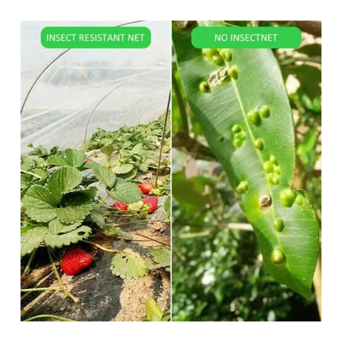 Garten-Schutznetz zum Schutz von Gemüse, Tomaten und Erdbeerpflanzen vor Vögeln und Insekten, B: 3 m, L: 15 m - Bild 4