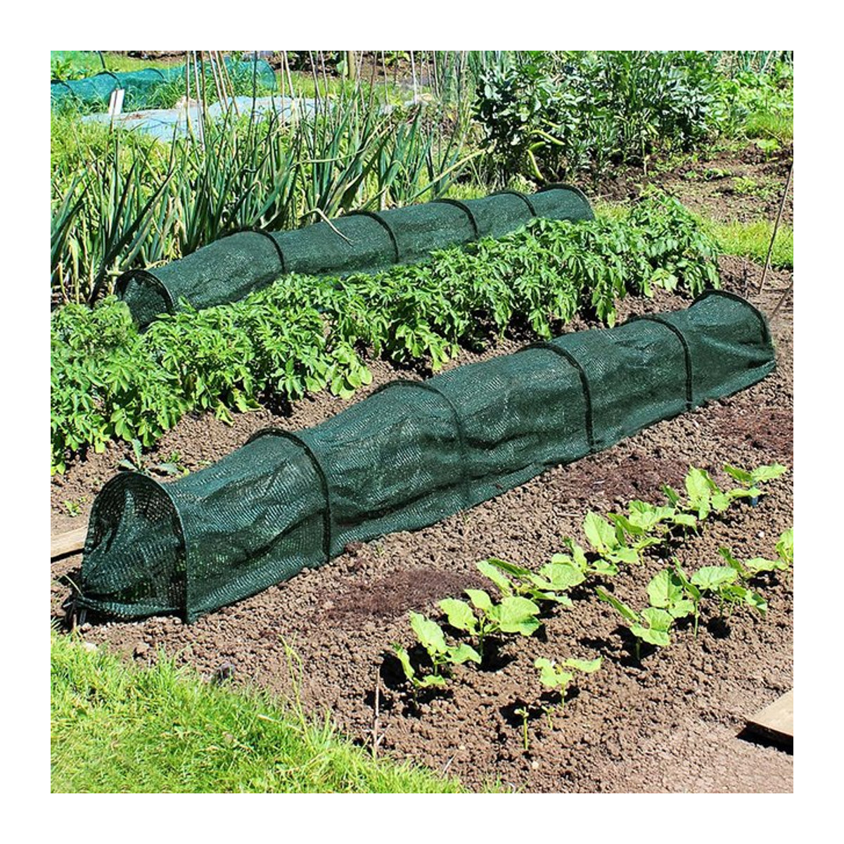 Gewächshaus Sonnenschutz Netz zur Isolierung für Gartenbau und Landwirtschaft in Tunnel-Stil - Bild 1