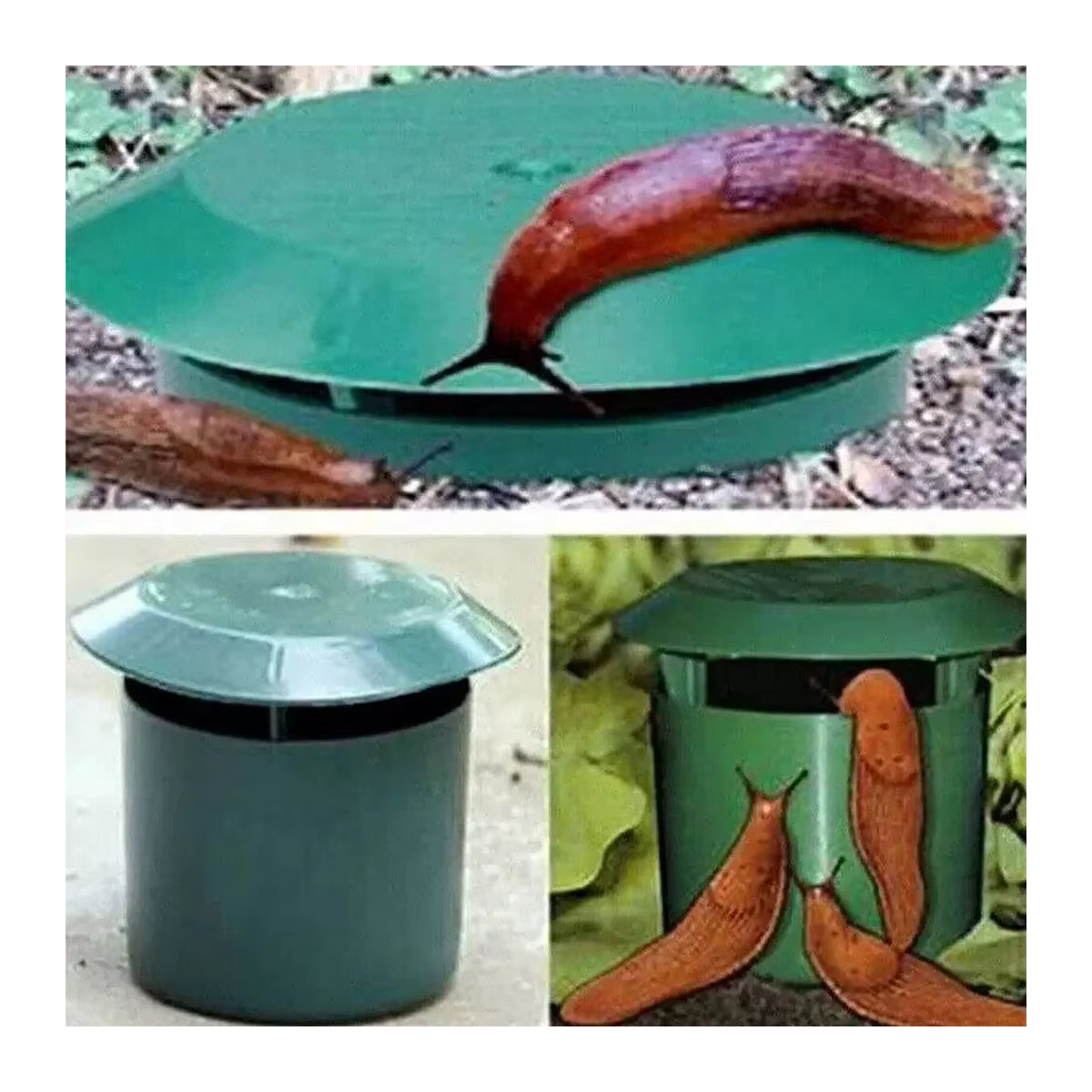 Gintrap Schneckenfänger und Schneckenfalle aus Kunststoff zur umweltfreundlichen Schädlingsbekämpfung für Garten und Bauernhof - Bild 4