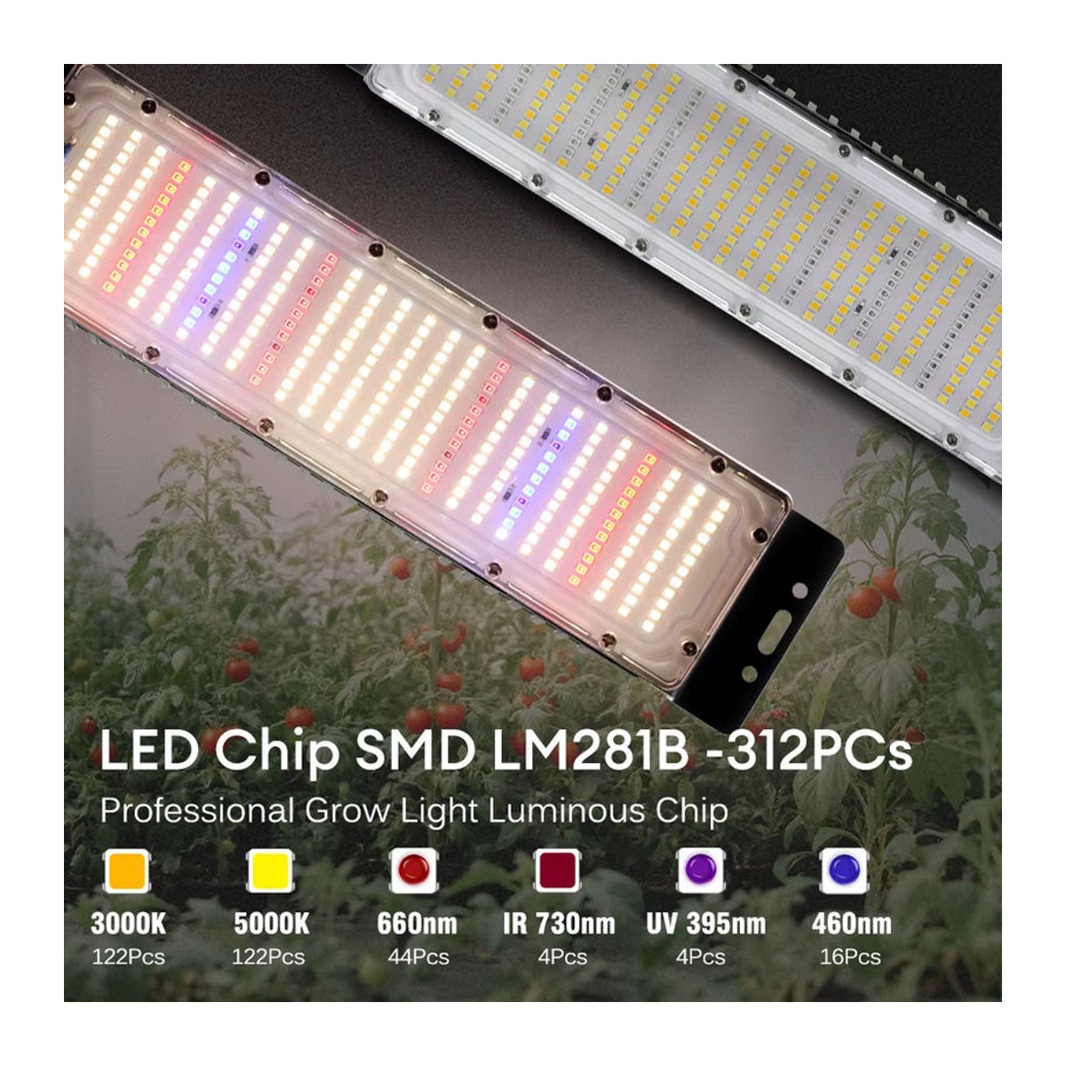 GRAXGROW Vollspektrum-LED-Pflanzenlicht 50 W wasserdicht für Gewächshaus und Hydrokultur - Bild 3