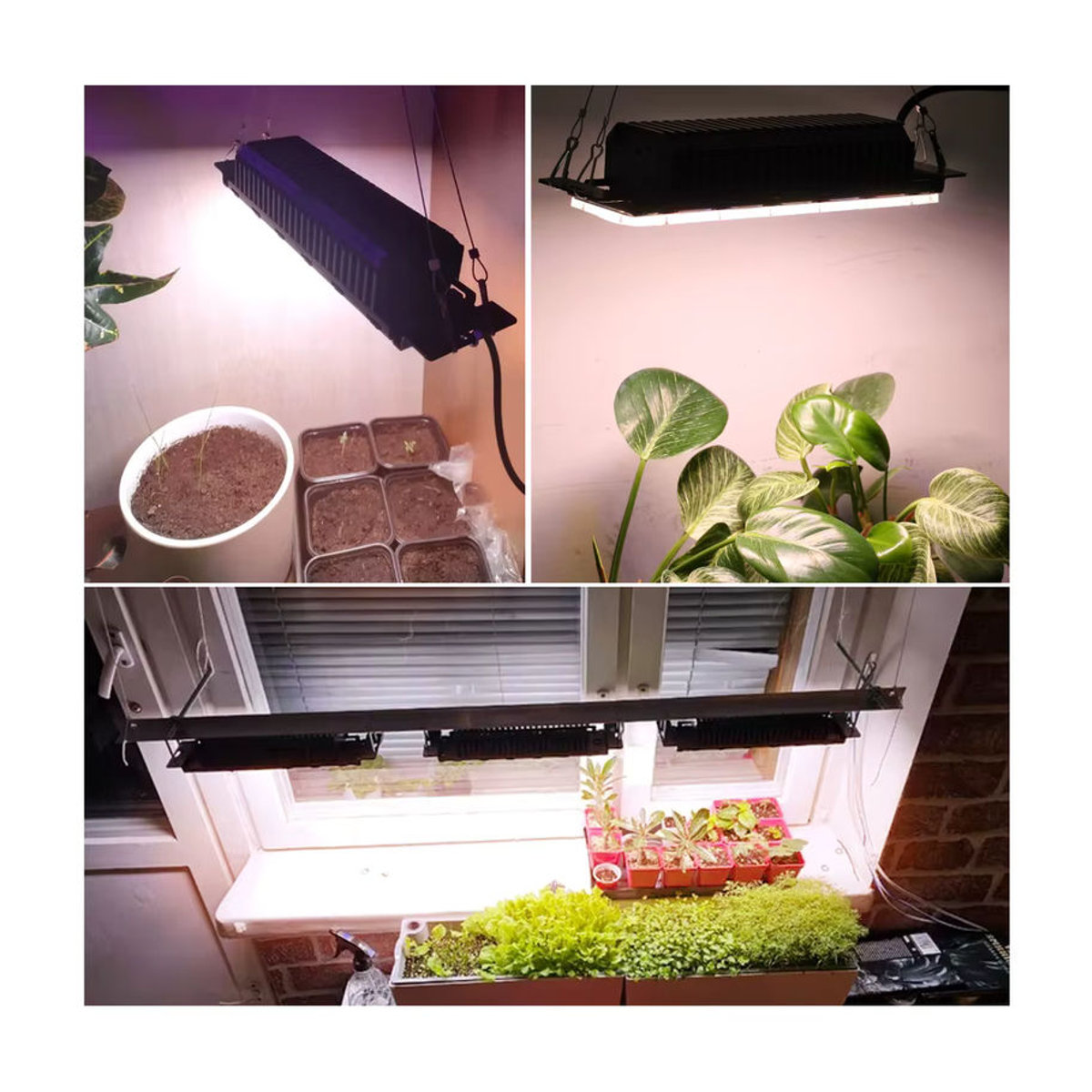 GRAXGROW Vollspektrum-LED-Pflanzenlicht 50 W wasserdicht für Gewächshaus und Hydrokultur - Bild 6