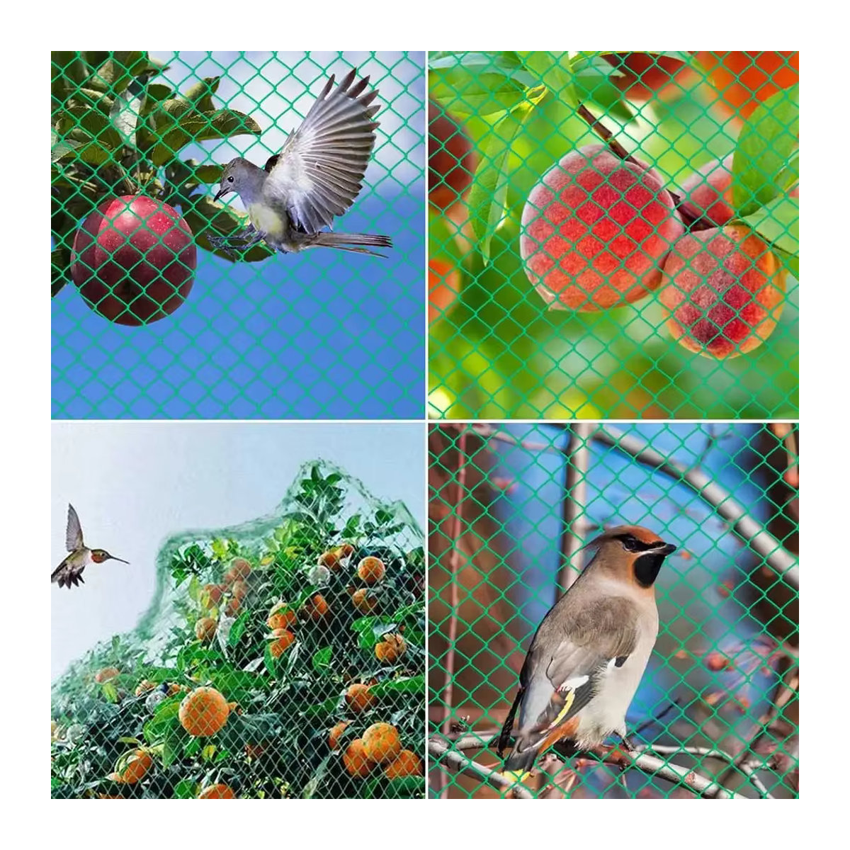 Grünes Anti-Vogelschutznetz aus Mesh zum Schutz von Pflanzen und Obstbäumen vor Vögeln, Hirschen und Geflügel - Bild 3