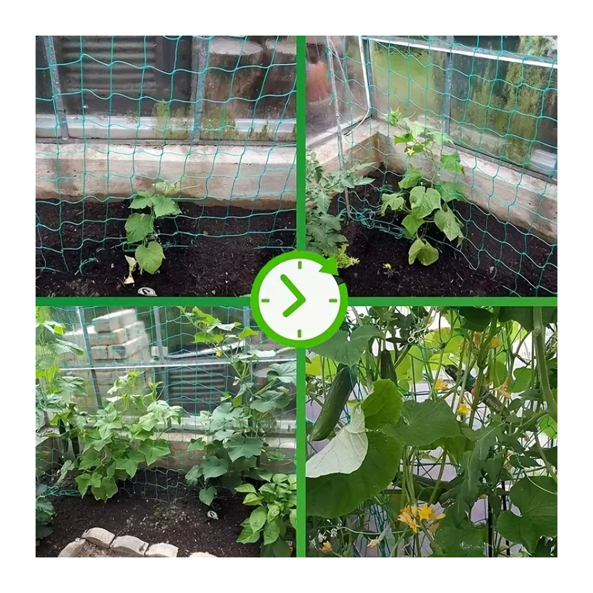 Grünes Kletternetz für Gartenarbeit als Rankhilfe für Gurken und Kürbis - Bild 3