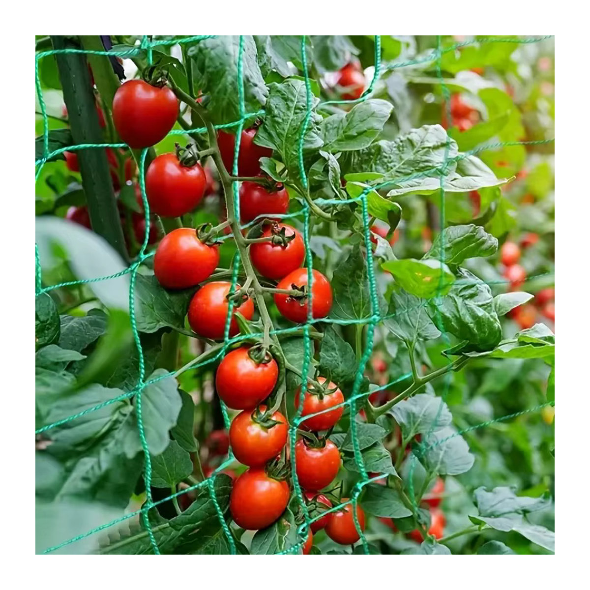 Grünes Kletternetz für Gartenarbeit als Rankhilfe für Gurken und Kürbis - Bild 5