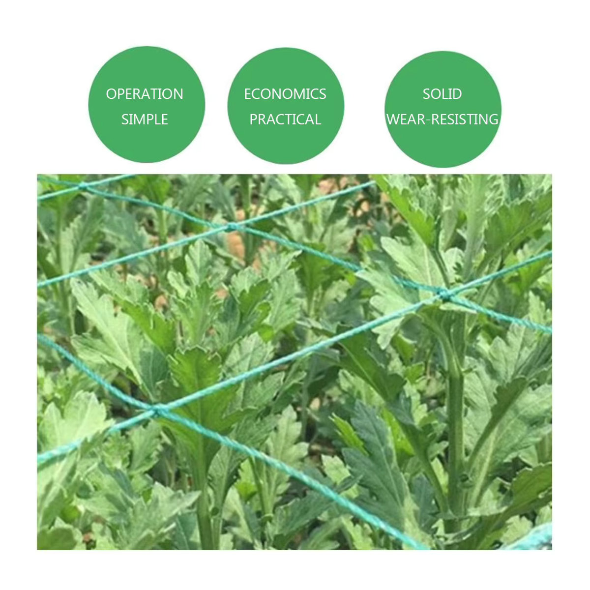 Grünes Rattan-Kletternetz als Gartenpflanzen-Stütze für Trauben und Bohnen - Bild 4