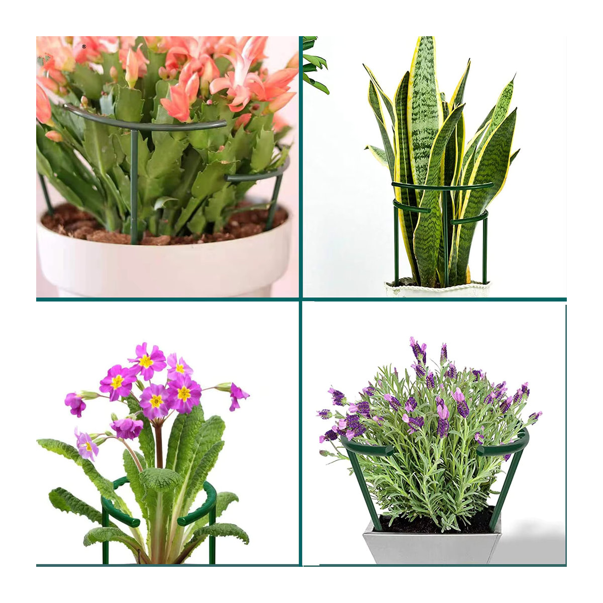 Halbkreis Pflanzenstütze aus Kunststoff für Gewächshäuser und Indoor-Pflanzen zur Kletterhilfe für Blumen und Reben - Bild 5