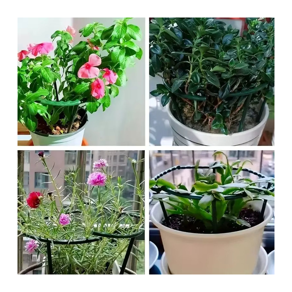 Halbkreis Spalier Pflanzenstützpfähle mit Stangenklammern für Topfpflanzen, Bonsai und Weinreben, 6-36 Stück - Bild 5