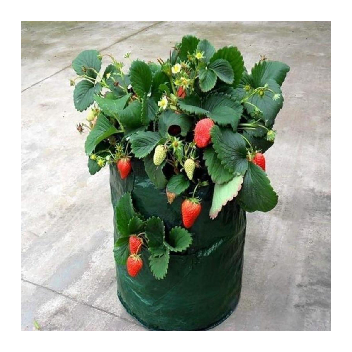 Happypilot Hängender Pflanzensack für Luftgarten, 3 Gallonen Pflanzkorb aus Kunststoff für Erdbeeren, Blumen und Pflanzen, erhältlich in Grün, Orange oder Gelb - Bild 8