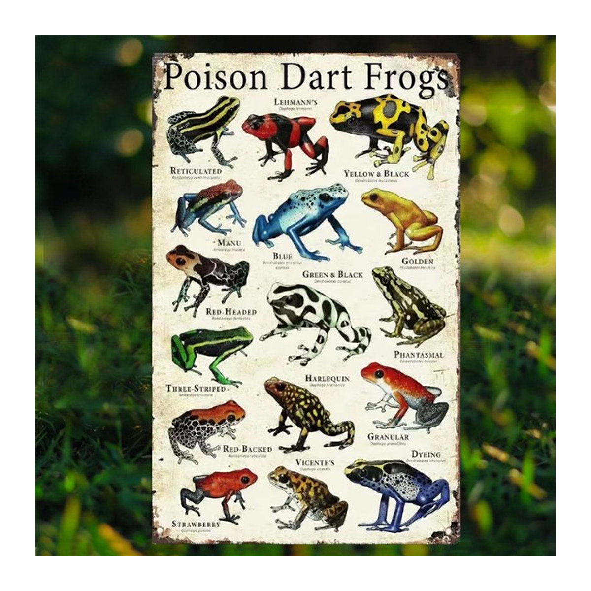 HELLOYOUNG Retro Poison Dart Frogs Aluminiumschild im Vintage-Stil, mehrfarbig, B: 30 cm, H: 20 cm - Bild 1