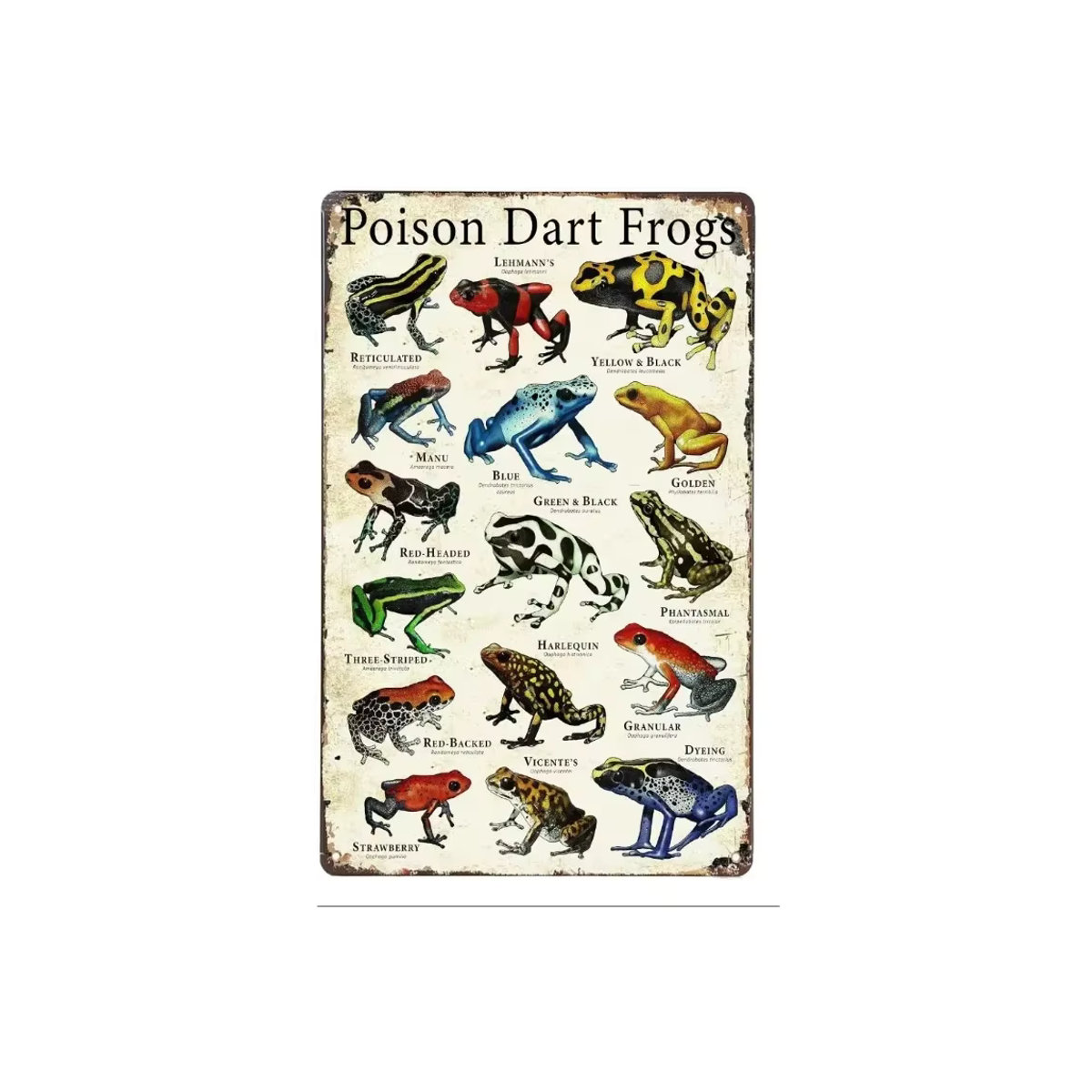 HELLOYOUNG Retro Poison Dart Frogs Aluminiumschild im Vintage-Stil, mehrfarbig, B: 30 cm, H: 20 cm - Bild 2