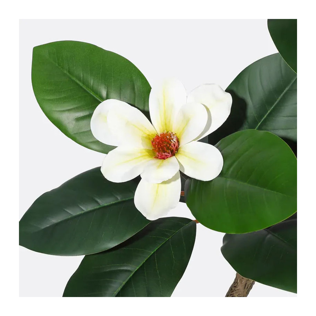 HiMISS Künstlicher Gummibaum mit Magnolienblüten in Grün und Weiß inklusive weißem Blumentopf, Höhe: 150 cm - Bild 2