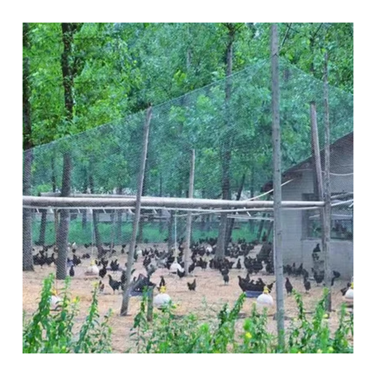 Hochwertiges Anti-Vogelnetz aus Nylon für Gärten, Obstgärten und Weinberge - Bild 5