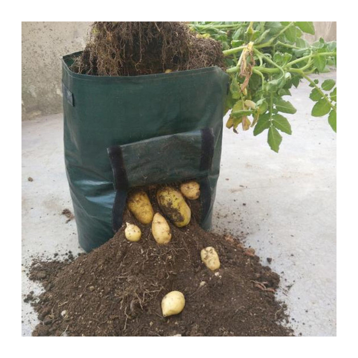 HOMEKA Anbaubeutel für Kartoffeln, Tomaten und Gemüse in Grün, 10 Gallon aus Kunststoff - Bild 2