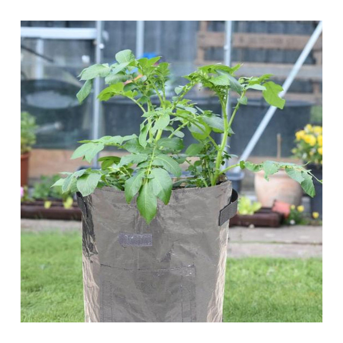 HOMEKA Anbaubeutel für Kartoffeln, Tomaten und Gemüse in Grün, 10 Gallon aus Kunststoff - Bild 3