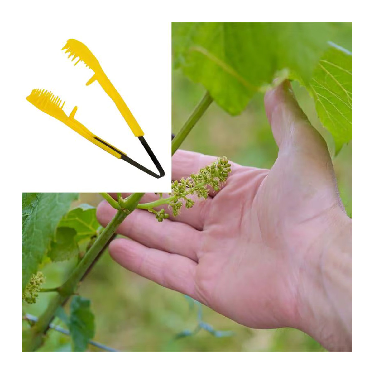 homyl Traubenblumen-Ausdünnungswerkzeug aus Kunststoff zur Ausdünnung und Beschneidung von Obstknospen für Garten und Landwirtschaft - Bild 2