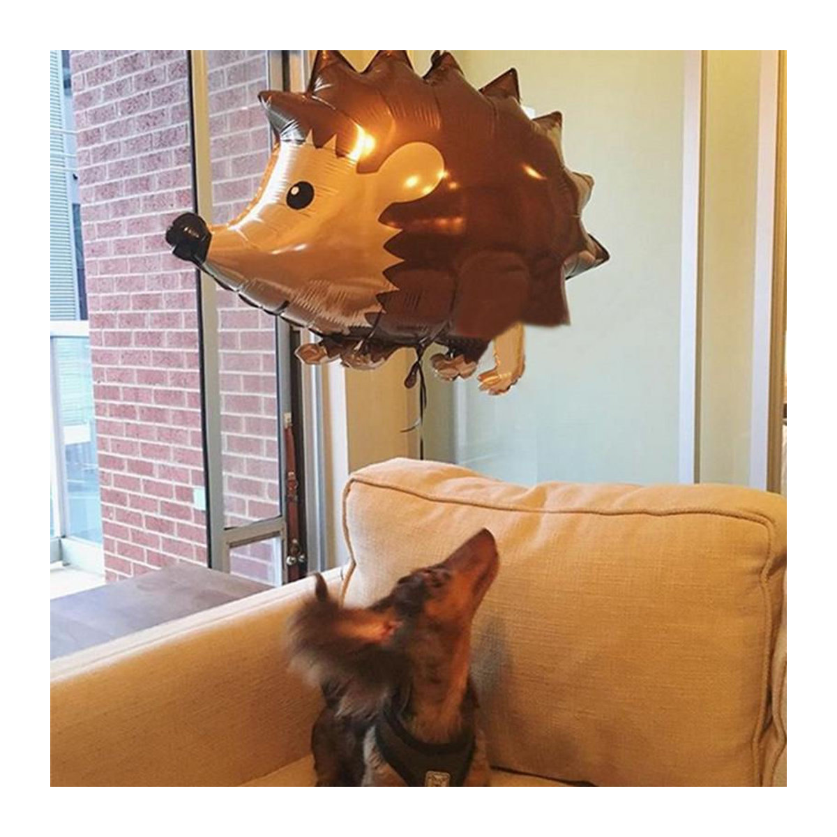 Houspace Tier Folienballons für Geburtstag und Hochzeit als Waldparty Dekoration mit Fuchs Igel und Raccoon in Mehrfarbig - Bild 3