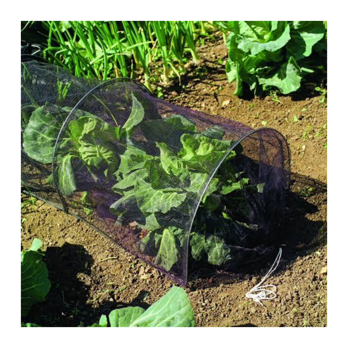 Insektenschutznetz für Garten und Gemüse zur Schädlingsbekämpfung und als Anti-Vogel-Schutz für Pflanzen und Blumen - Bild 5