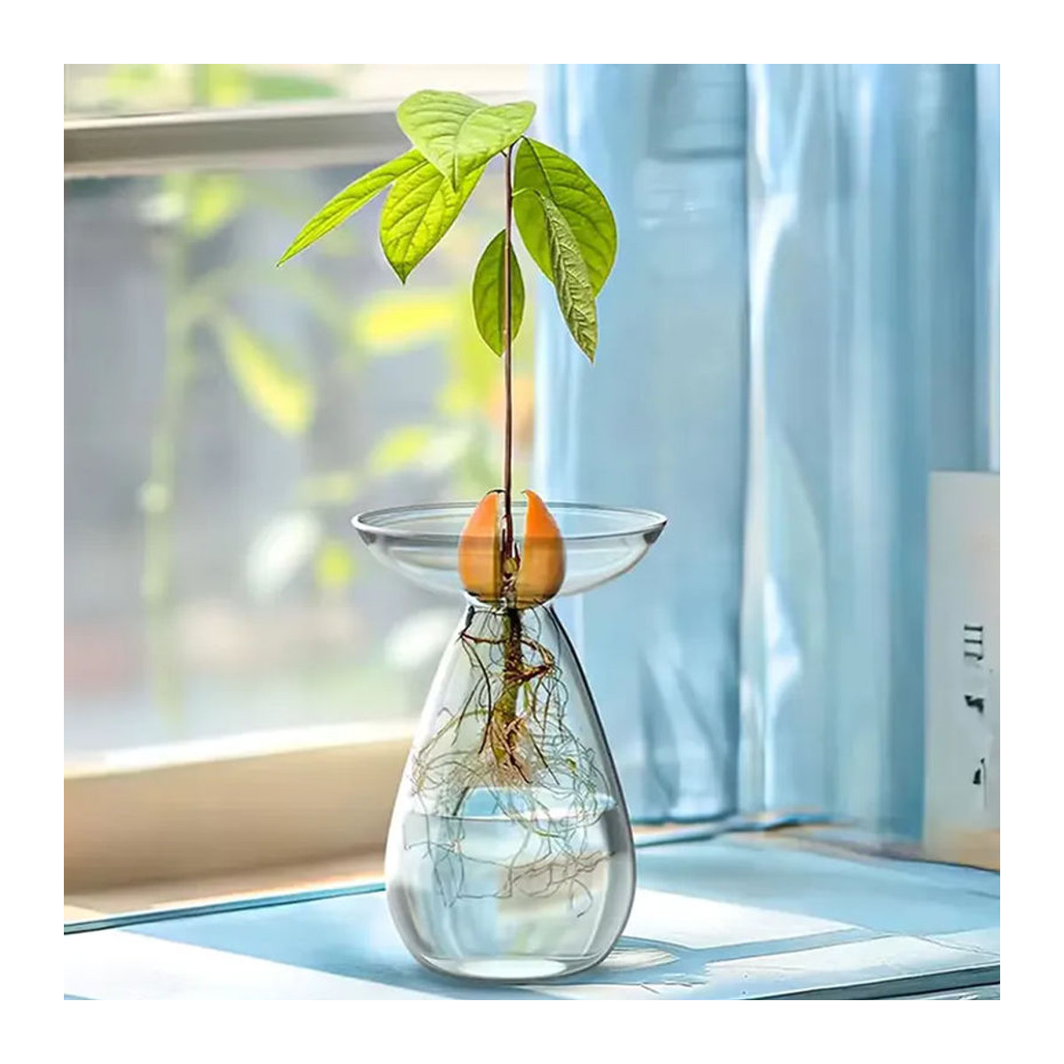 JETTING Avocado-Hydrokultur-Vase aus Glas, bunte transparente Anzuchtvase für Pflanzensamen und Dekoration - Bild 2