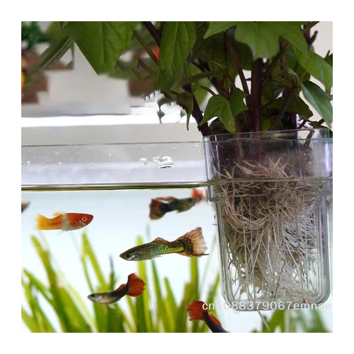 JETTING Wandmontierter Hydroponischer Pflanzenhalter aus transparentem Kunststoff für Aquarien-Dekoration - Bild 3